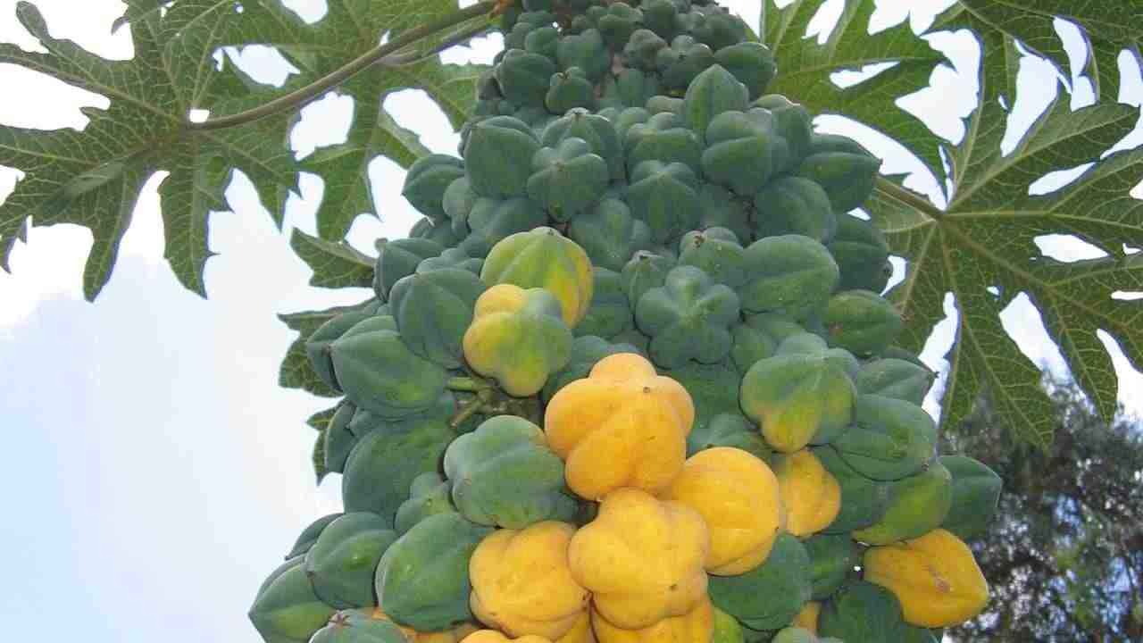 Buah Carica Wonosobo